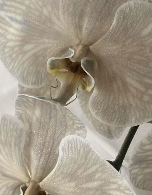 Vanilla Shea Perfume - COMING SOON