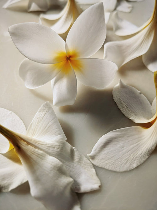 Plumeria Haze Perfume - COMING SOON